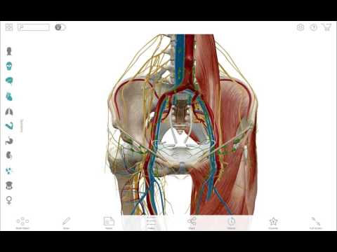 atlas human anatomy